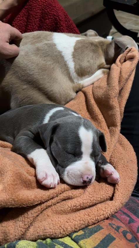 New Addition to the Family! : r/pitbulls
