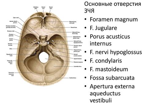Нейрохирургическая анатомия задней черепной ямки - online presentation