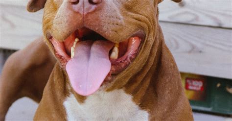 The Fresh Breath Formula: 5 Steps To A Sweeter Smell