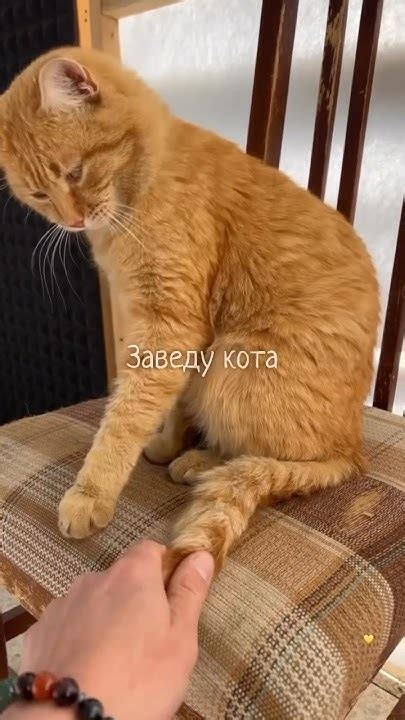 В душі така рана.. Заведу кота! - YouTube