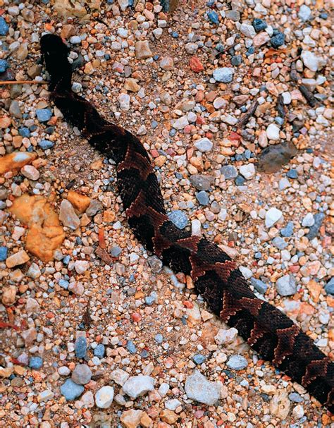 Illinois Natural History Survey: Lower Mississippi River Bottomlands