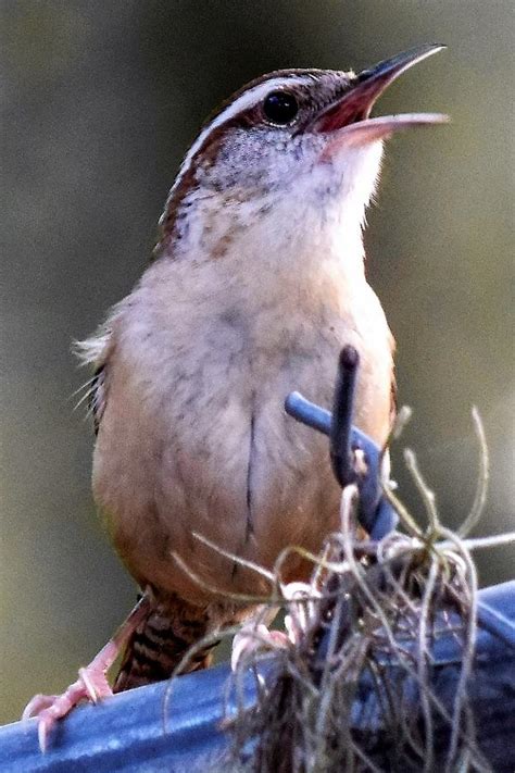 Wren Song Photograph by Mary Ann Artz - Pixels