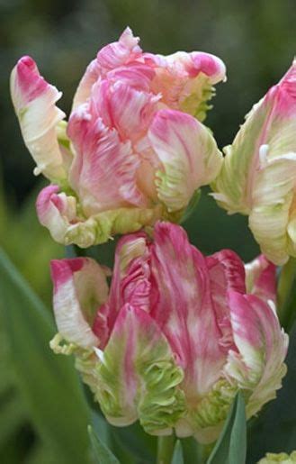 Тюльпан LIBRETTO PARROT (Либретто Пэррот) | Bulb flowers, Planting ...