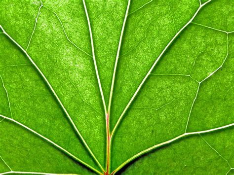 texture   sheet tree effect tree sunlight photo background