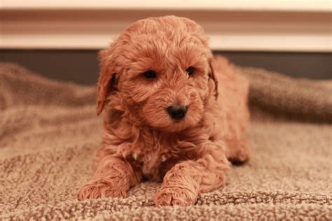Standard Red Goldendoodle Puppies For Sale at Zane Hodge blog