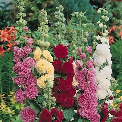 Hollyhock Seeds | 45+ varieties | Perennial Flower Seeds | Hollyhocks ...