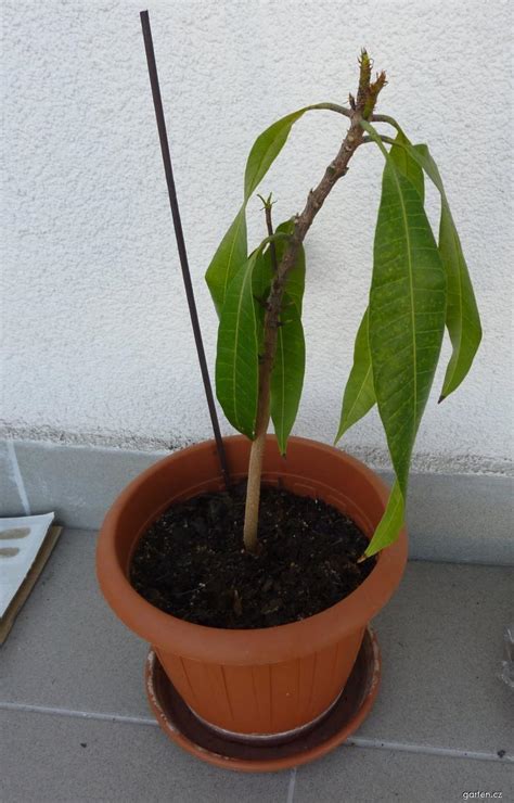 Forum / Obrázek : Mango (Mango) | Garten.cz