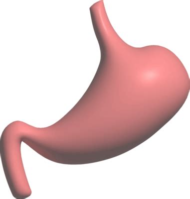 Digestive PNGs for Free Download