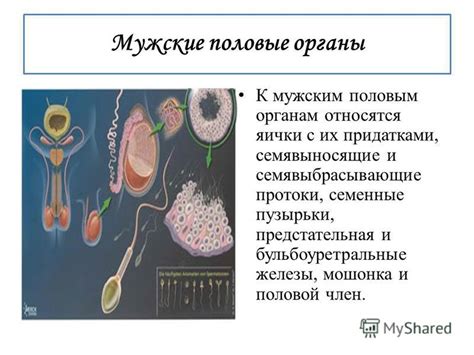 Презентация на тему: "Методический материал для проведения ...