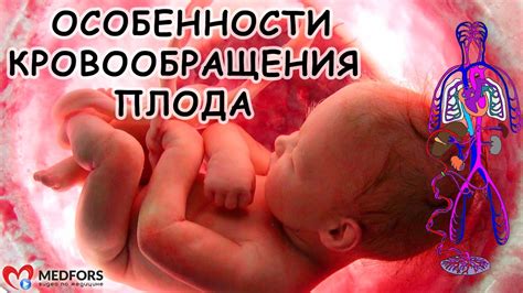 Особенности кровообращение плода. - YouTube