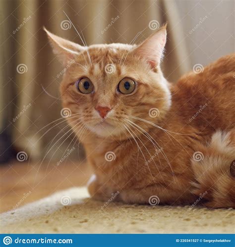 Bright Red Cat with Surprised Eyes. Stock Image - Image of animals ...