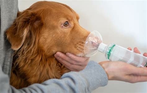 Dog Coughing Up Blood: Understanding the Risks & Preventive Measures