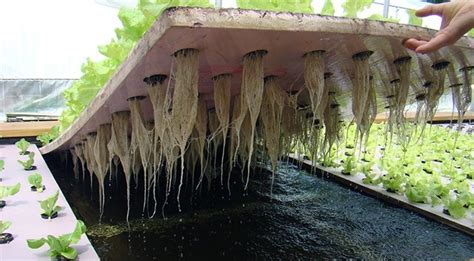 Deep Water Culture - Indoor Organic Growing System For The Home