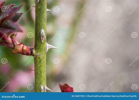 Spikes of the rose stock image. Image of thorns, dangerous - 43427293