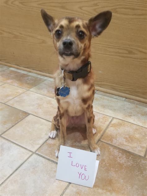 I'm trying to train my dog to hold small signs. He dropped it but it