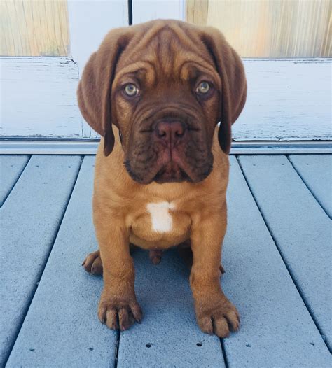 Pitbull breeds and their differences in behavior – Artofit