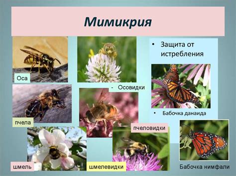 Приспособительные особенности строения, окраски тела и поведения ...