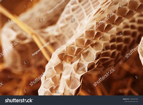 molting snake photography stock photo  shutterstock