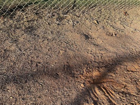 Eradicate Red Ant Nest in the bullpen : r/Homeplate