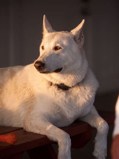 Our favorite names for southern dogs – Artofit