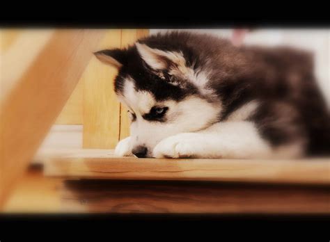 So You Want A Husky Puppy - Bama Huskies
