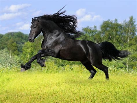 Horse - Spirit Animal Totems
