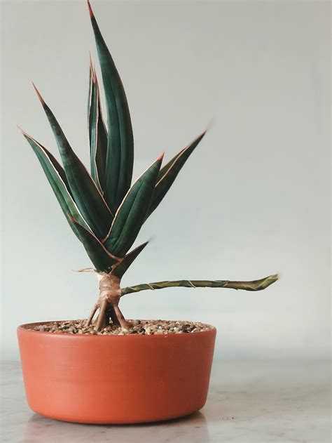 1619 best Snake Plant images on Pholder | Houseplants, Plants and ...
