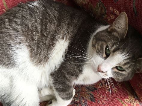 Безплатна снимка : коте, нос, мустаци, гръбначен, Bubba, европейска ...