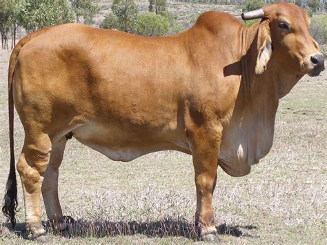 The Brahman cattle is a very popular breed in it's native area and some ...