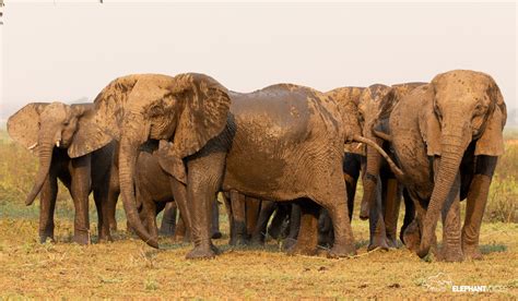 How elephants communicate