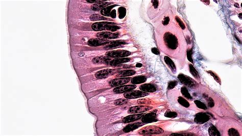 Epithelial Tissues: Simple Columnar Epithelium | cross secti… | Flickr