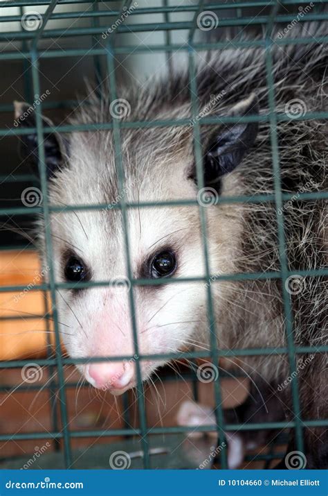 Opossum stock photo. Image of mammal, snout, opossums - 10104660