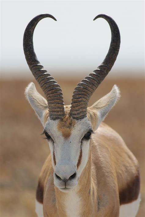 List African Animals With Horns - 40 Beautiful Pictures of African ...