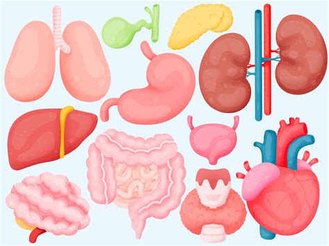 printable human organs clipart set commercial  png etsy