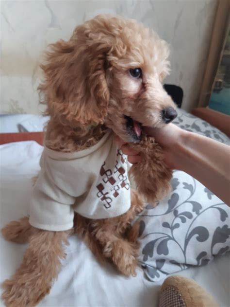 Сладкий пес