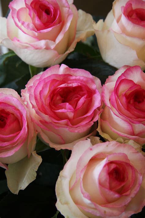 Роза Белла Вита Фото И Описание – Telegraph