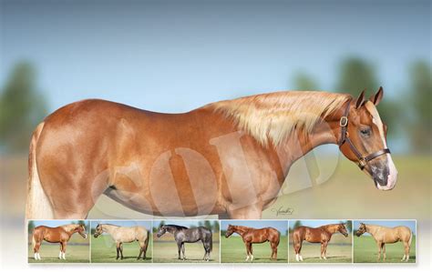 equine costumes for sale 2