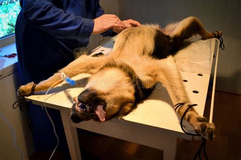 dog  anesthesia stock photo image  tube equipment