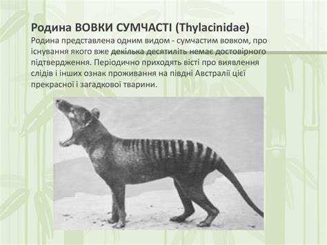 Сумчасті ссавці - презентация онлайн