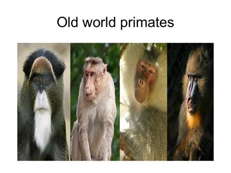 old+and+new+world+primates (1) MDP
