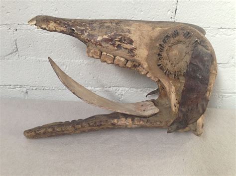 Horse Skull With Antlers