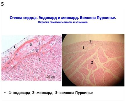 Препараты по гистологии - online presentation