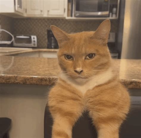 Cat Mewing Meme - Cat Mewing Looksmaxxing - Descubre y comparte GIF