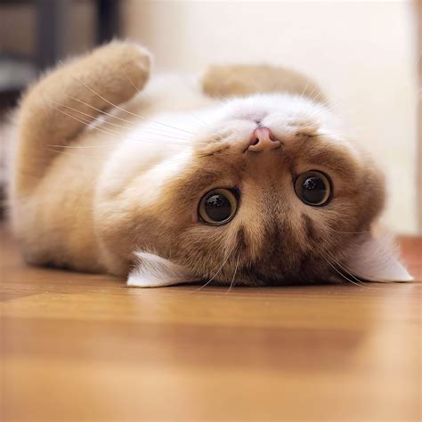 Can I Have A Hug? by nice99kitty