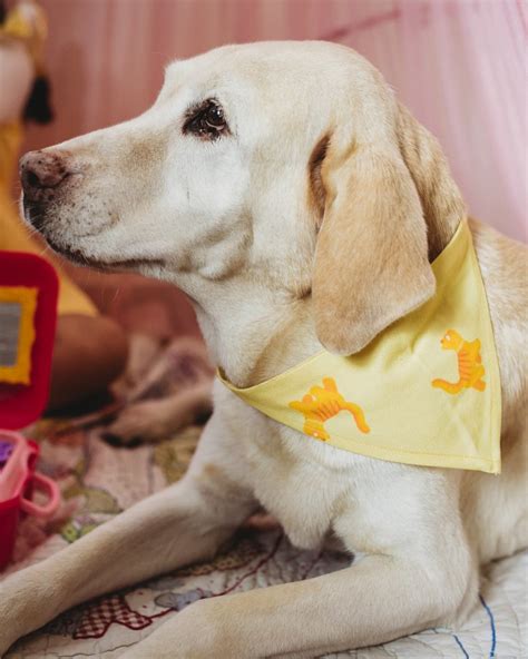 Buy Kitty Kat Bandana for Pets Online on Brown Living | Pet Accessories