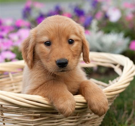 Dark Golden Retriever Puppy