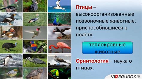 Характеристика класса птицы. Внешнее строение птиц - презентация онлайн