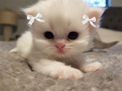 I made some kittens with bows for you >