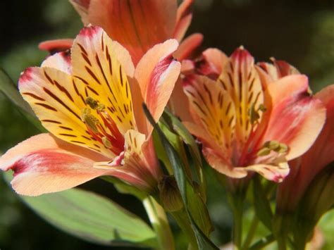 Premium Photo | Freesia