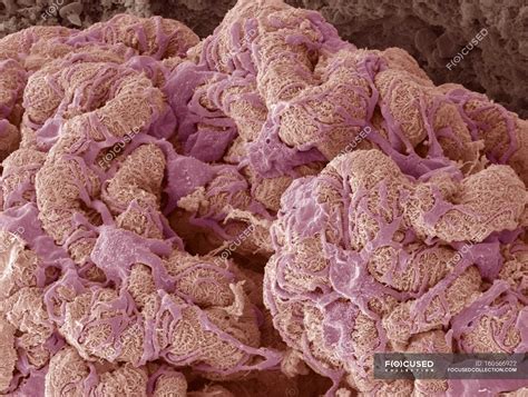 kidney glomerulus  podocyte cells excretory vascular stock